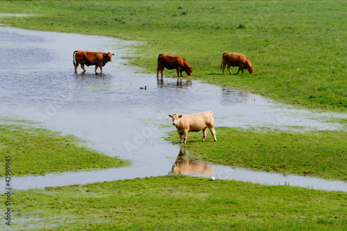 Cows on flooded farmland