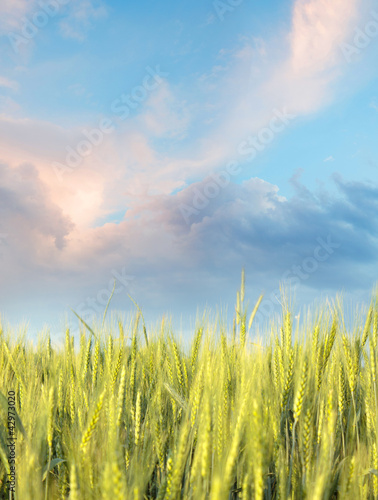 Wheaten field in the morning with blue sky