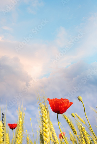 Fototapeta Naklejka Na Ścianę i Meble -  Field poppy against the blue sky. Summer morning