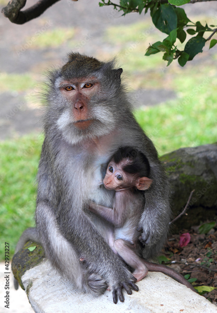 breastfeeding, young monkey sucking nipples mom