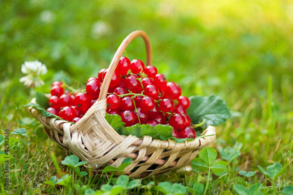 Red currant Red currant