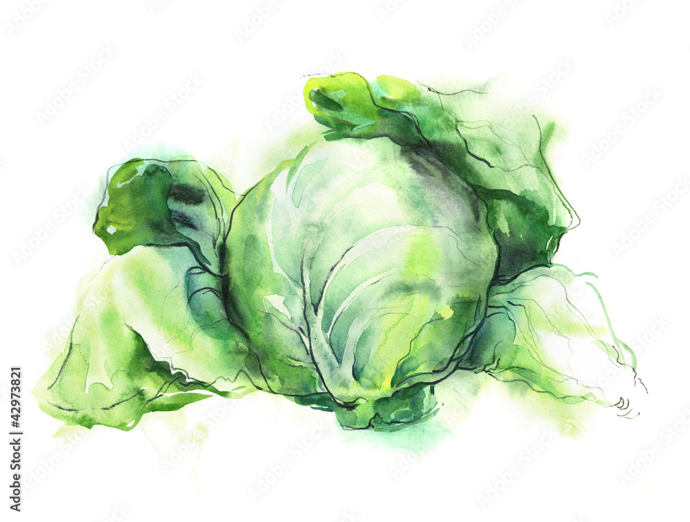 Obraz premium Watercolor -Cabbage-