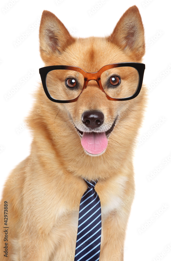 Finnish spitz dog. Funny portrait