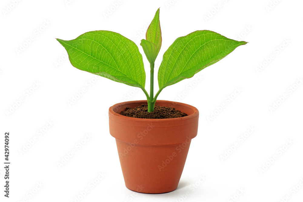 pflanze in topf StockFoto Adobe Stock