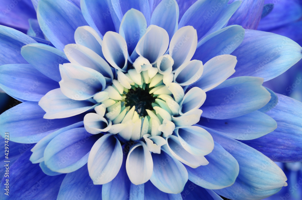 Foto auf Acrylglas mit Makro der blauen Blumenaster #42974221