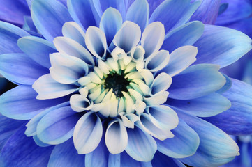 Fototapete Macro Blaue Aster als Makroaufnahme  © fullempty