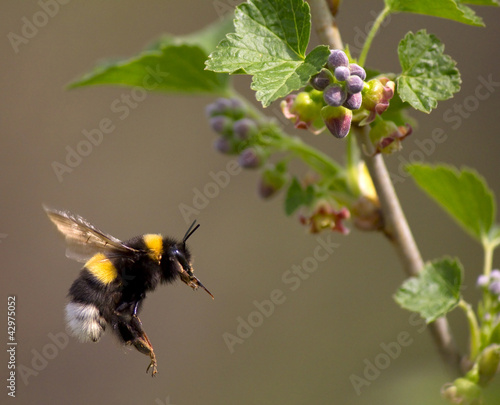 Fototapeta bumble bee flying to flower