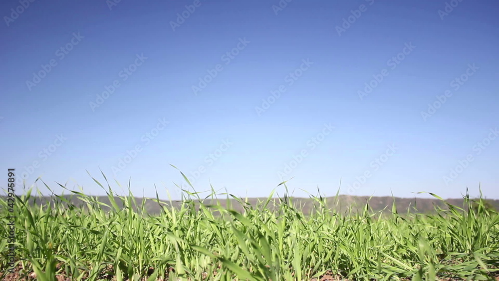 green field on blue sky green field on blue sky
