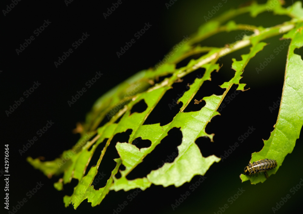 leaf