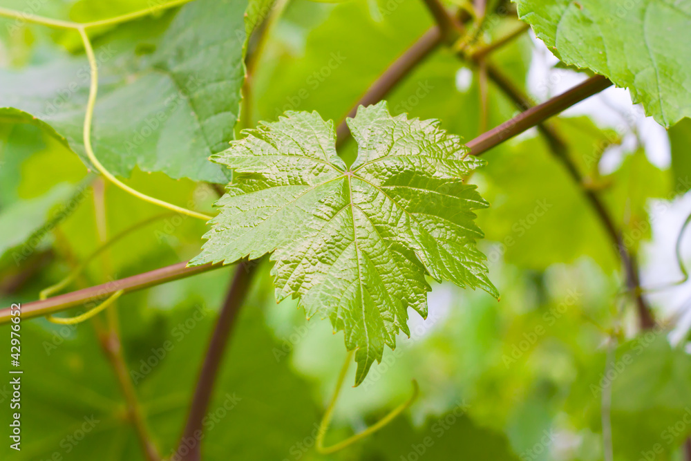 grape leaf grape leaf