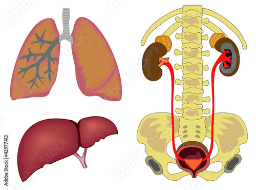 internal human organs