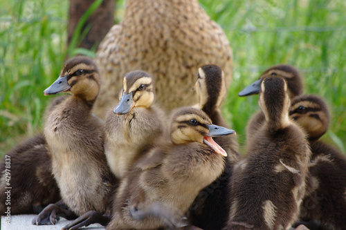 A flock of young ducks © buFka