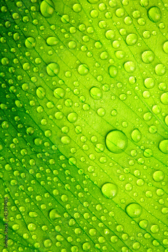 Green leaf with drops of water #42979453