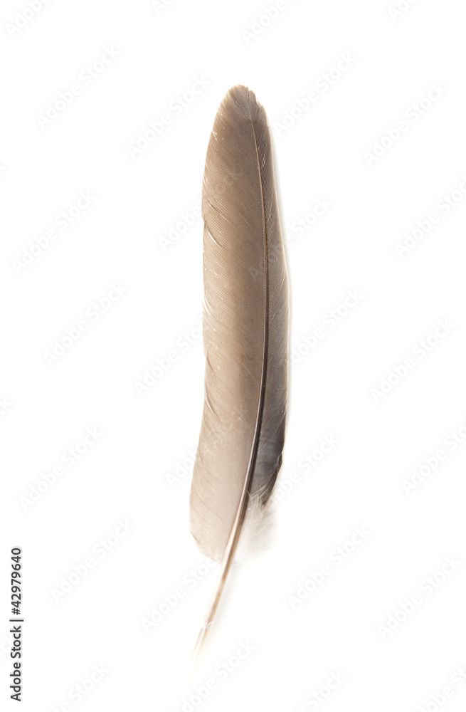 Feather of a pigeon on a white background Feather of a pigeon on a white background