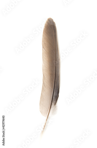  Feather of a pigeon on a white background
