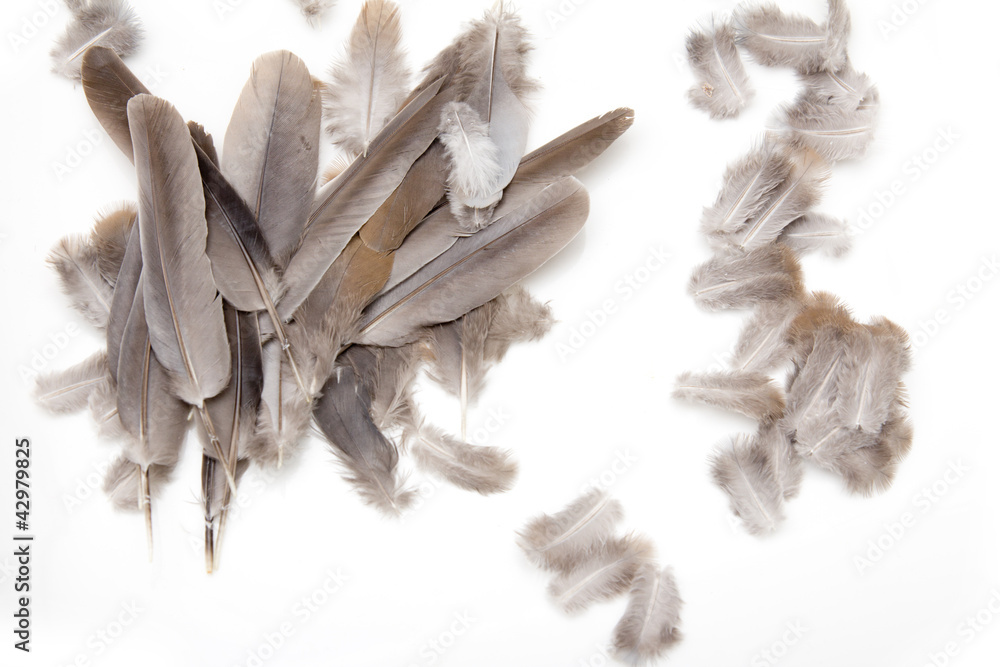 Fototapeta premium feathers on a white background