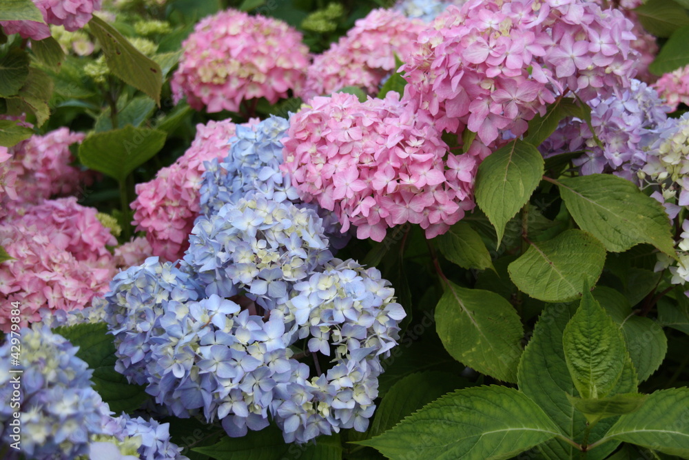 Hortensia bleu rose vert zoom fleur belle dehors fond Hortensia bleu rose vert zoom fleur belle dehors fond