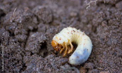 May beetle larva