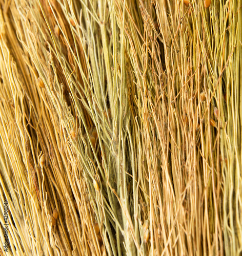 Wallpaper Mural backgrounds texture of dry grass Torontodigital.ca