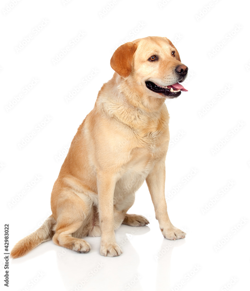 Beautiful Labrador retriever adult Beautiful Labrador retriever adult