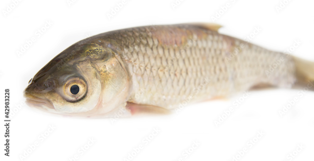 grass carp isolated on white grass carp isolated on white