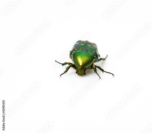 Green may-bug on a white background