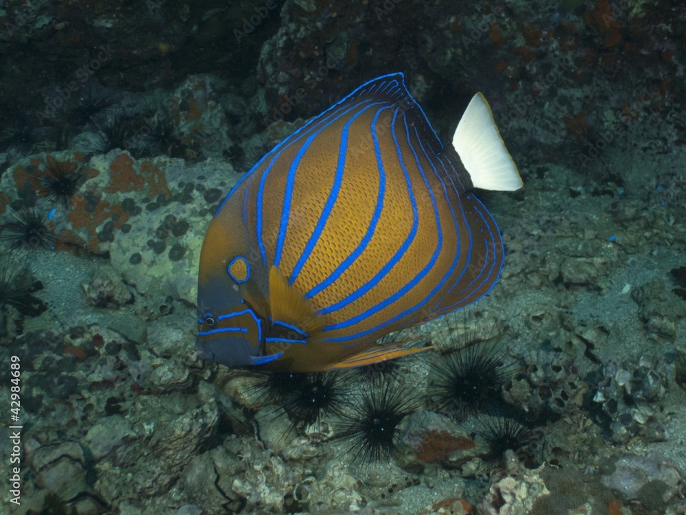 Naklejka premium Blue Ring Angelfish - Pomacanthus annularis