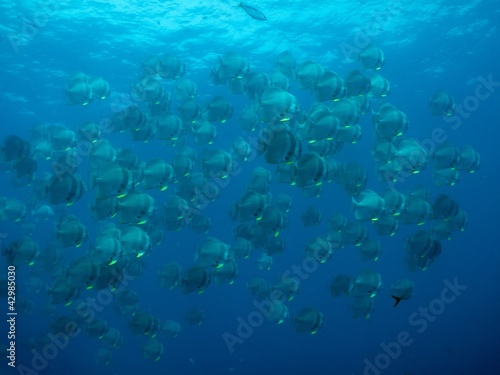 LongfinBatfish - Platax teira