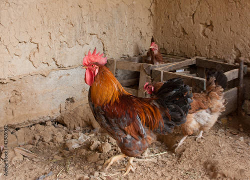 Chickens and rooster in henhouse on country farm photo