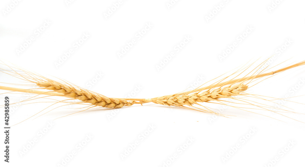Wheat ears on a white background Wheat ears on a white background