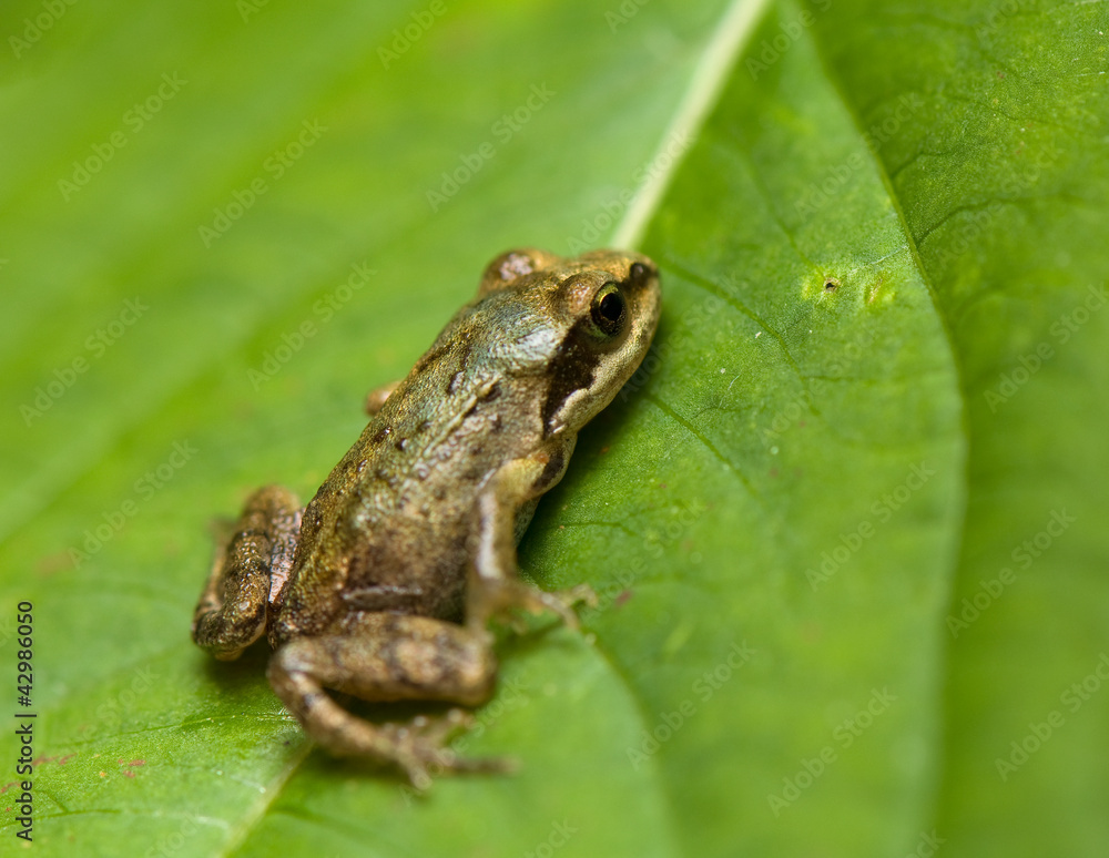 Rana
