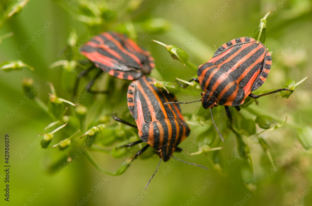 Graphosoma lineatum