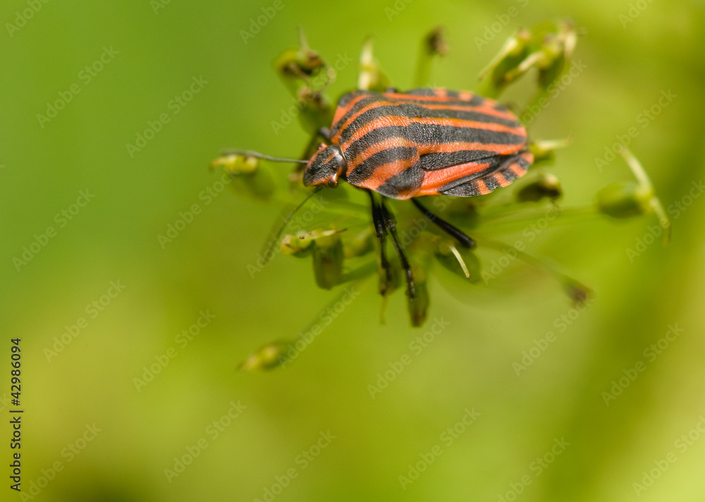Fototapeta premium Graphosoma lineatum