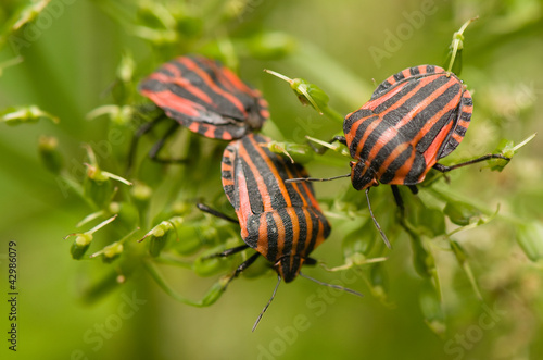 Obraz na płótnie Graphosoma lineatum w salonie