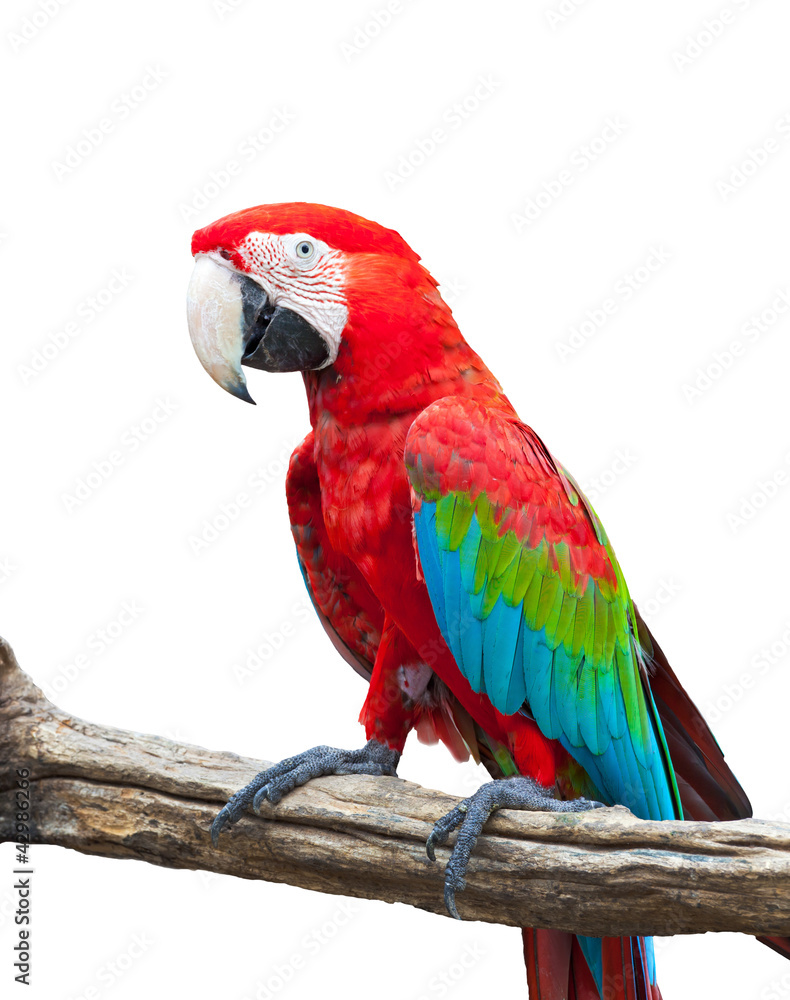 macaw isolated