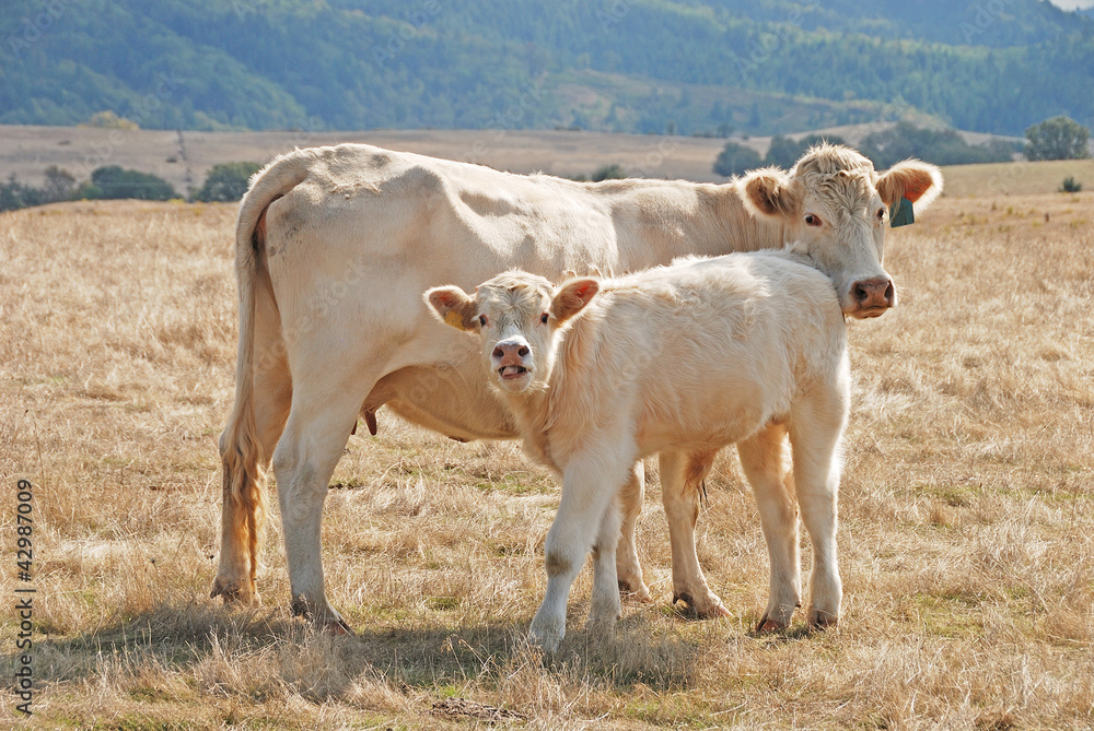 Fototapeta premium Charolais Cow Calf
