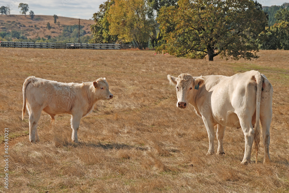Charolais Cow Calf