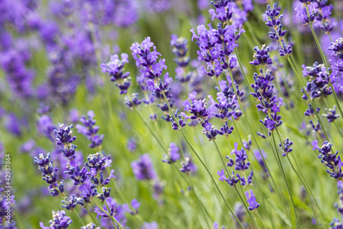 lavender flowers #42987864