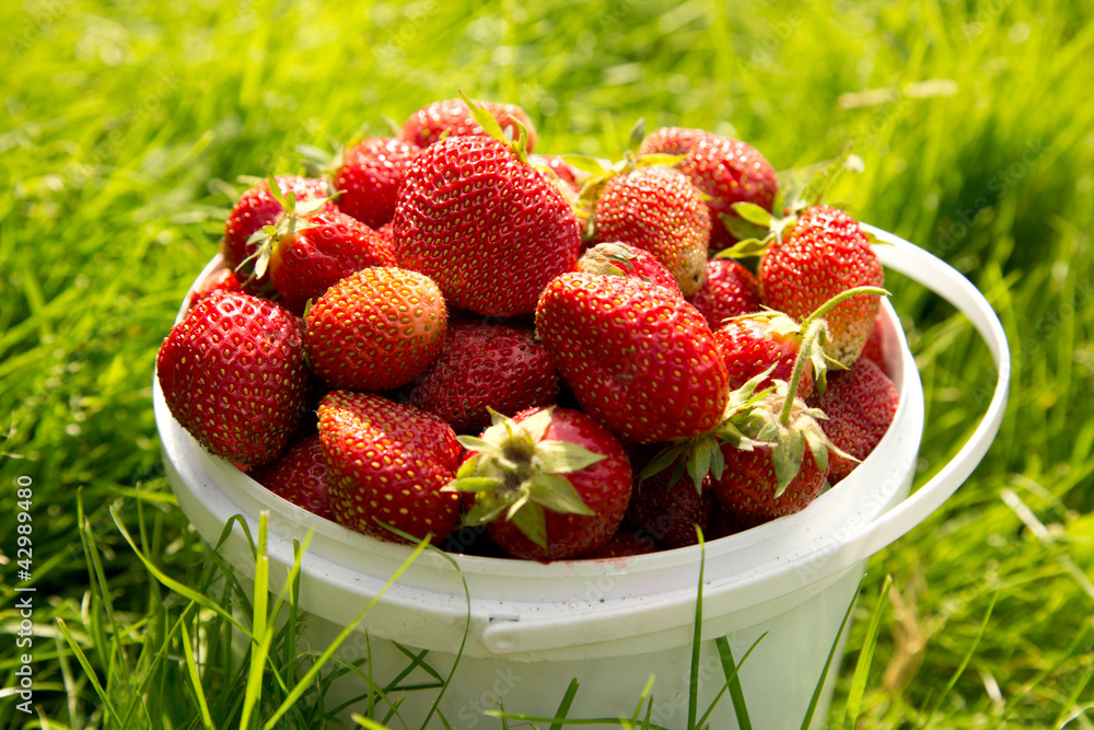 Ripe strawberry in basket on grass Ripe strawberry in basket on grass