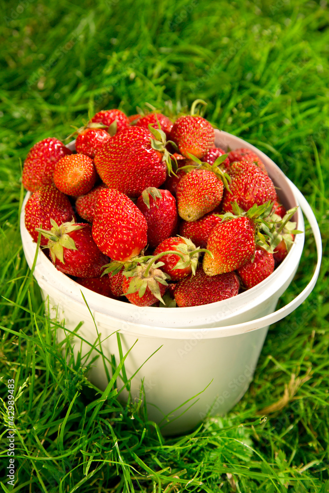 Ripe strawberry in basket on grass Ripe strawberry in basket on grass