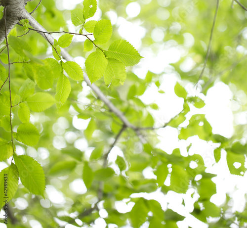 Young green leaves in summer morning