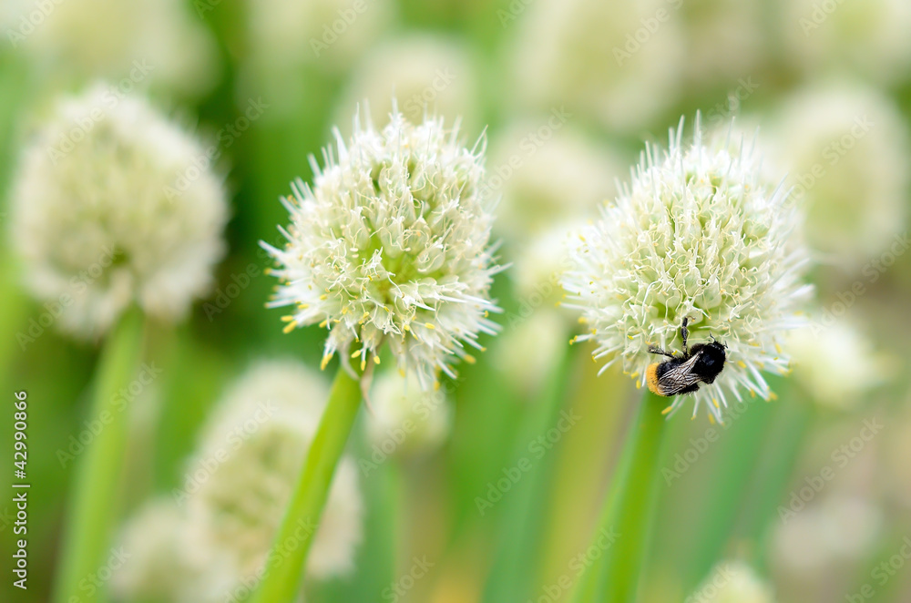 Flowers of onion with bumblebee Flowers of onion with bumblebee