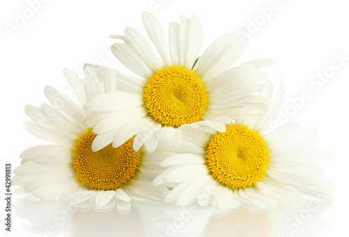 beautiful daisies flowers isolated on white