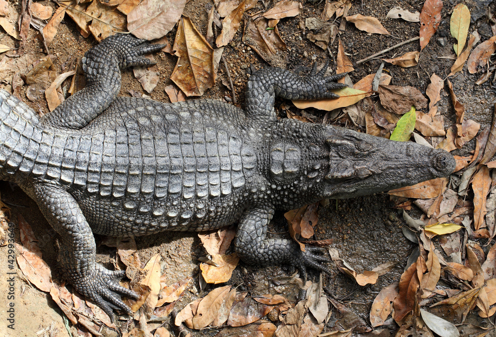 Obraz premium crocodile from nature in the farm