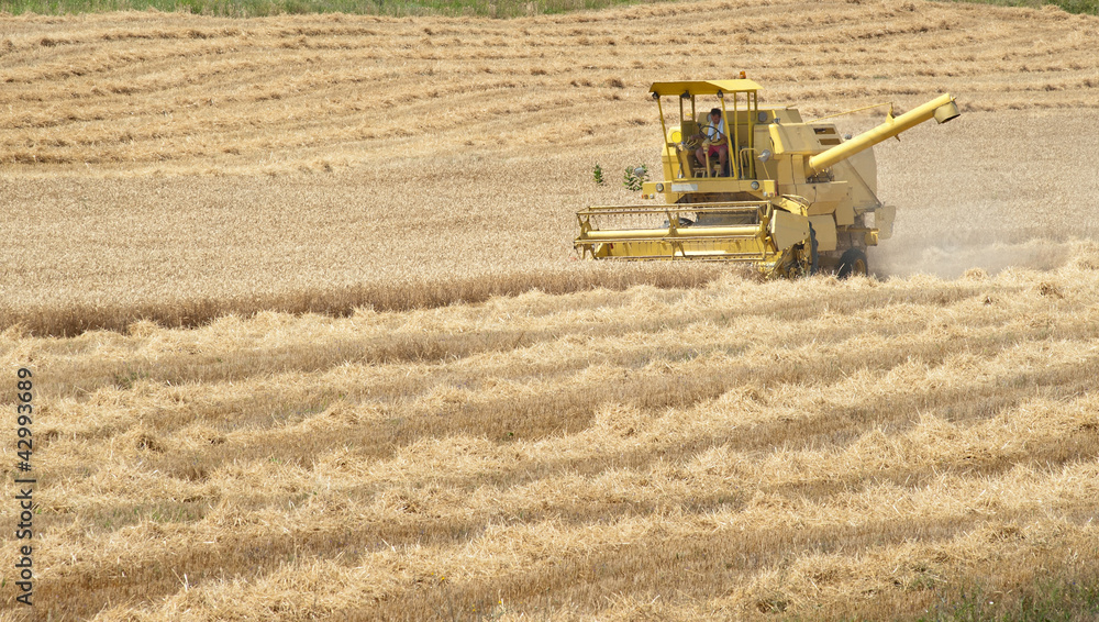 Obraz premium harvester working in a wheat