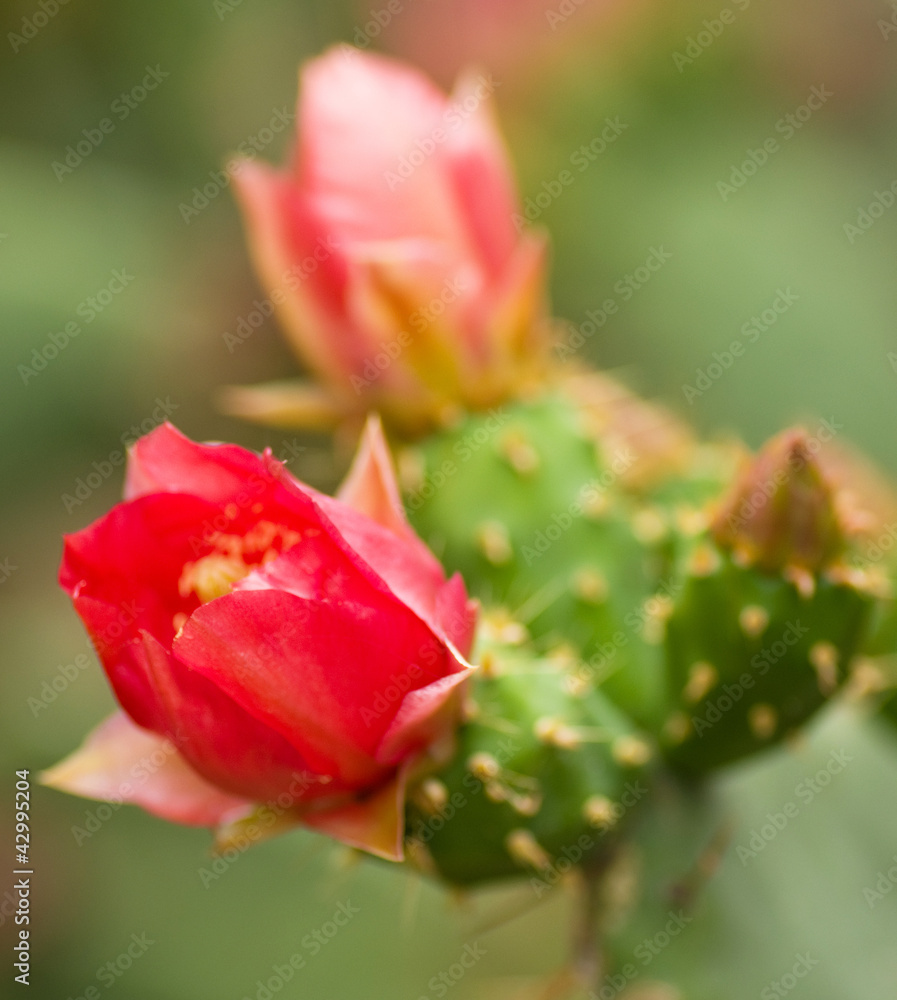 Cactus with red flowers Cactus with red flowers