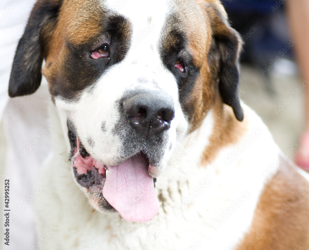 St. Bernard dog yawns and shows the language St. Bernard dog yawns and shows the language