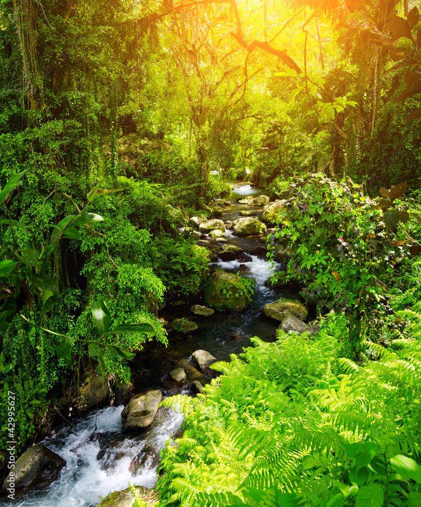 Fototapeta premium stream