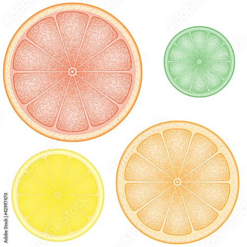set of citrus in the slice orange lemon lime grapefruit