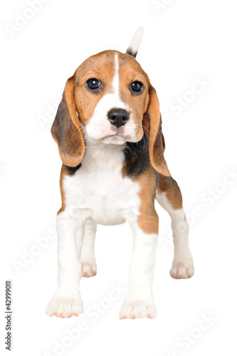 Beagle on White Background